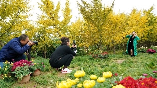  [银杏]山西农民8亩银杏林扔掉20年，现今坐在地头收门票，月赚10