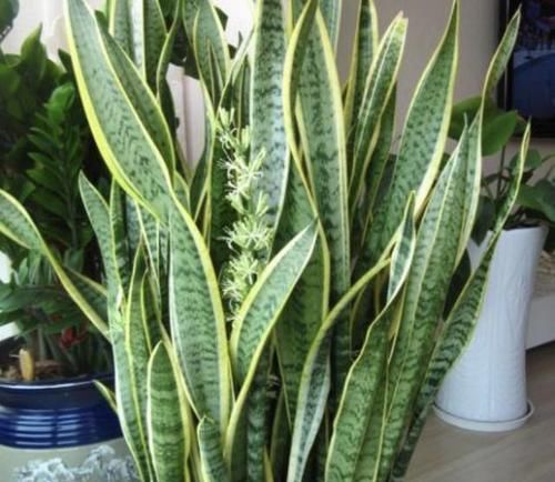  『虎皮』“豆腐渣”能养花，种植绿萝、虎皮兰的时候，埋花盆里，变肥料！