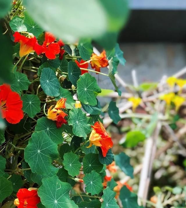  [家里]三月, 家里的植物