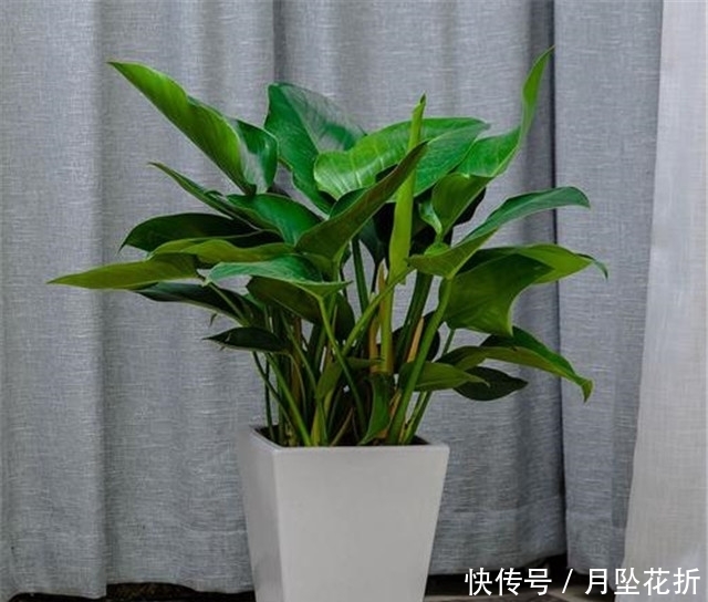  叶子下垂■第一次养花，就养一盆“阳台精品”金钻，高大茂盛，珍贵独特