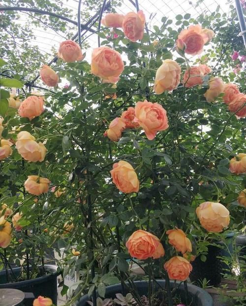  #绚丽多姿#这些花朵适合春天养，堪称花界“劳模”，花期长花色艳，绚丽多姿