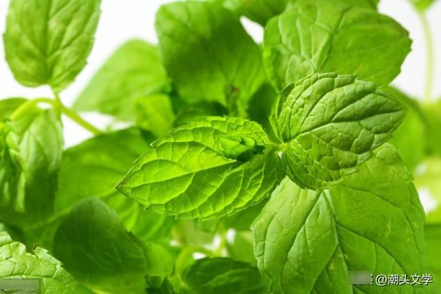  『薄荷』散文 :那些不经意的遇见