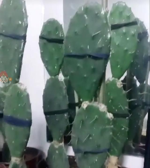  特别@仙人掌又薄又软？教你2招，长成老“仙人树”，开花果子一嘟噜