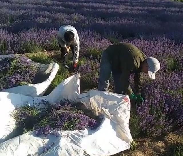  「种植」农民种植的“百草之王”，亩产3000斤，每斤60元，年赚