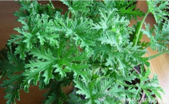  适合|夏天最适合养3种花，除烦解燥，关键蚊虫最怕它，安心睡觉不担心