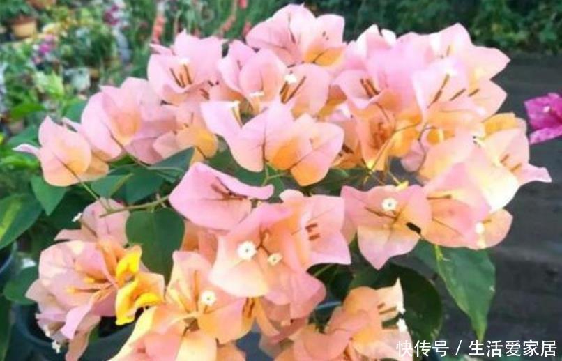 『芹叶牡丹』5月养花，首选4种花，花期长、颜值高，晒晒太阳开花一茬又一茬！