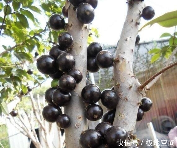 1棵山竹树1次结果几千个，为啥山竹还那么贵30年老果农说出真相