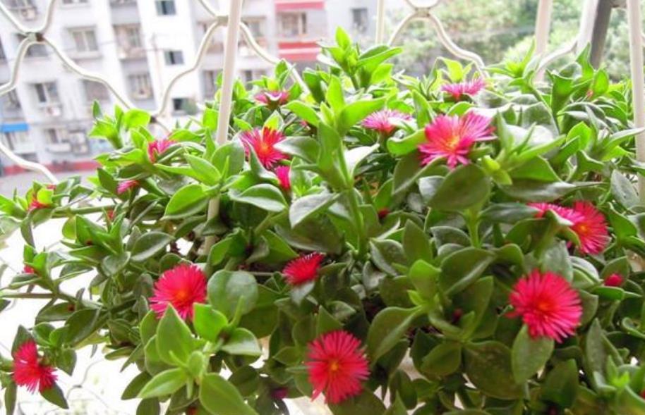  『凤仙花』春天就养4种花，扔土里就能开花，特别适合养花新手！