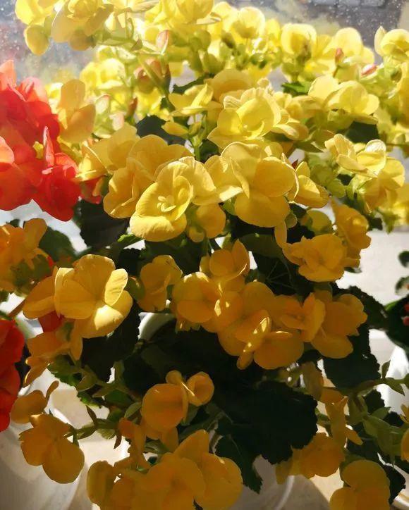 【发芽】5种花太贵,别花“冤枉钱”,剪片叶子丢盆里,20天生根发芽!