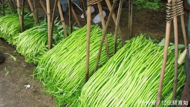 广西农村这种蔬菜，农民卖到美国比肉还贵，一年就赚三十多万