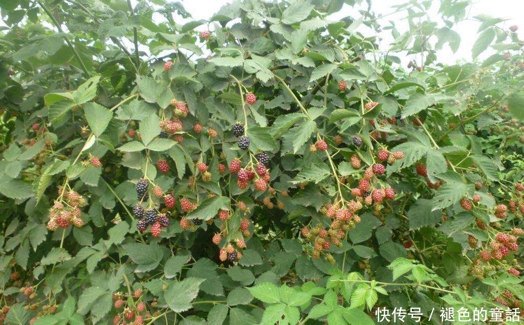 专家预测它是“第三代水果”，国外广泛栽培，在我国却无人问津