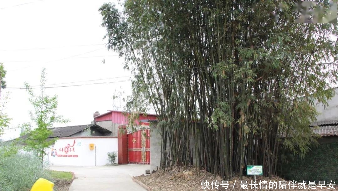  「巴掌」【巴巴掌】广汉这个村颜值不一般！村民都是庭院“设计师”～