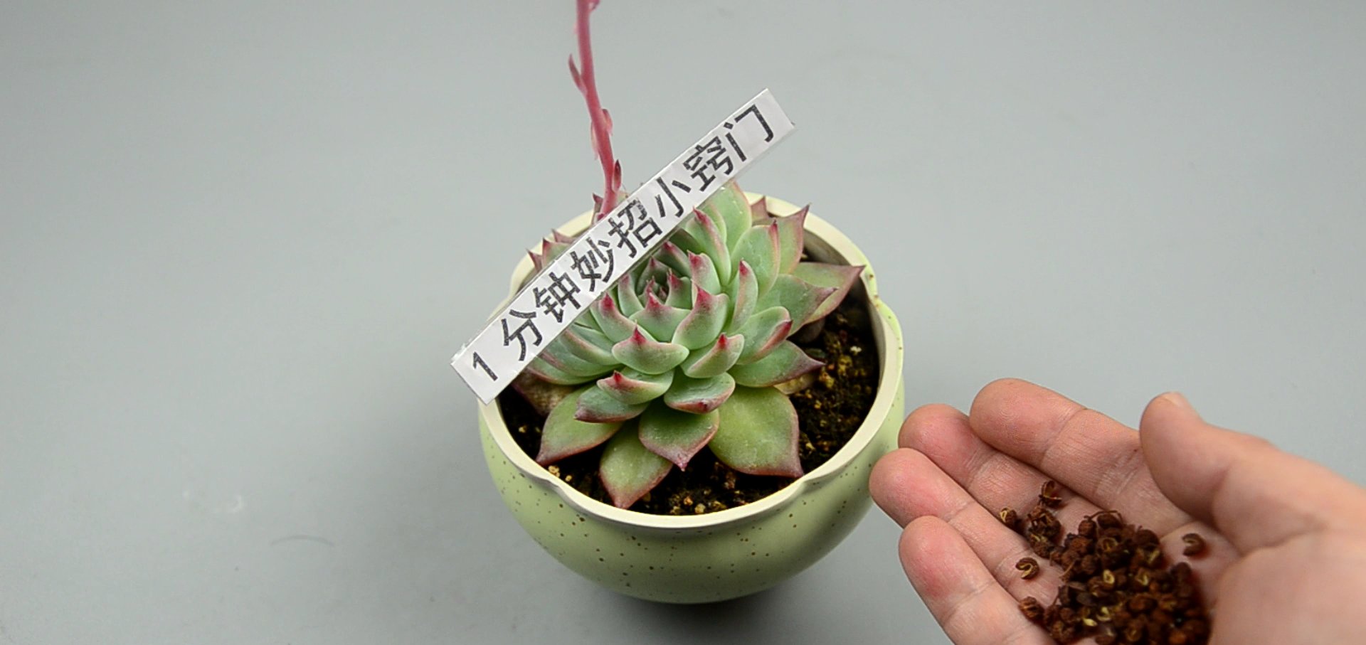  『花椒』一把花椒丢花盆里，省钱又实用，效果真厉害，看了快告知身边人