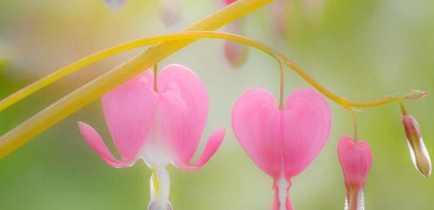  【粉嫩】喜欢菊花，不如养盆“精品花卉”荷包牡丹，粉嫩如荷包，玲珑可爱