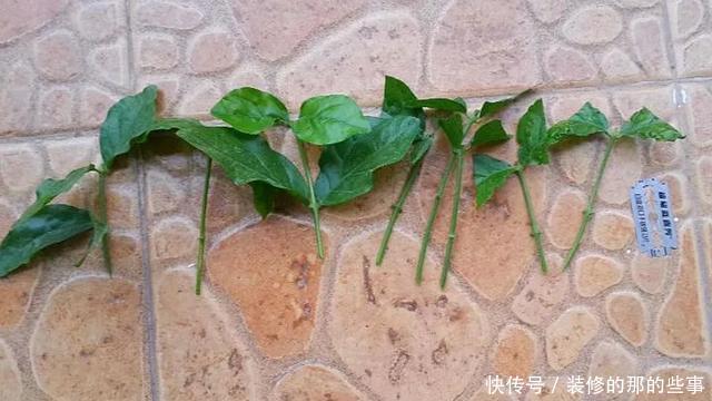 『执着的花盲』养花技巧:这5种花现在扦插,下个月就开花,千万别错过时机!