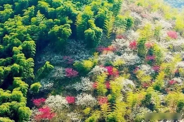 「樱花」中国这些花开成海的地方,美极了