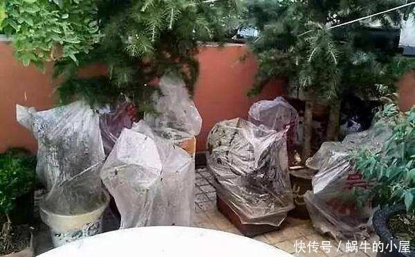 预防|新买的三角梅,三五天就晒死?做好3点,预防商家有“猫腻”