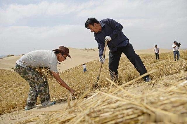  「典范」毛乌素，第一个沙漠治理的成功典范，你知道在哪吗