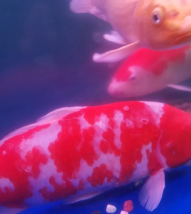  #种情况#锦鲤身上白色腐烂，该怎么治疗？