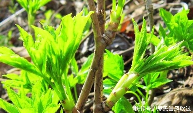 农村这种野树随处可见，过去老农看到就砍伐，却不知嫩芽卖80一斤