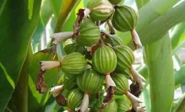  【野果】一种味道奇香的野果，人们把它当成香料，如今却是珍贵