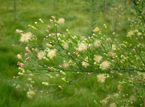 这入侵物种，曾在农村泛滥，如今却逐渐消失，7元一斤很抢手