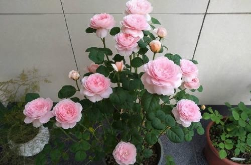  「花卉」这几款花卉，养在家中幽香四溢，花色鲜艳花期长，迎风飘香