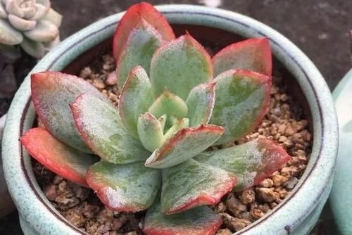  露养■多肉露养好时节：扔外面，1个月没管，美得跟整容了一样！