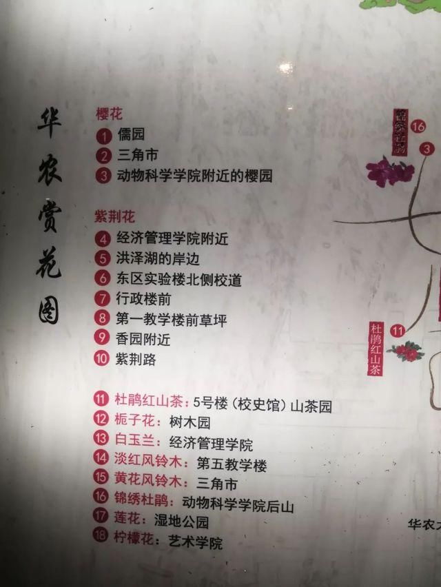 靓！佛山周边1500株樱花已盛开，最美的春天在这里~