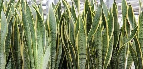  「不需要经常」这些植物可以摆放在卧室里养，可以很好地改善睡眠