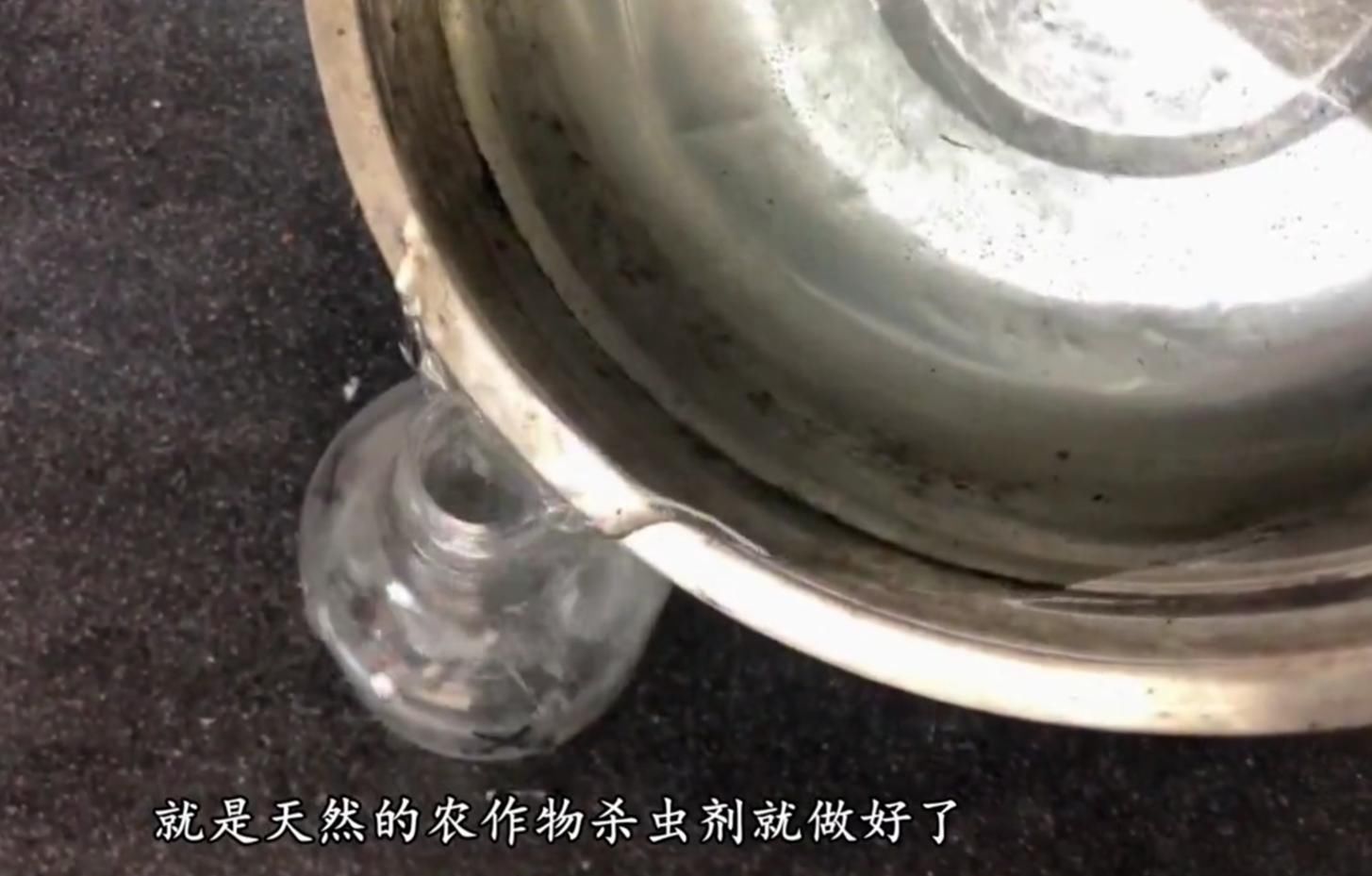  『蔬菜』农村玉米地一害草，农民曾经用它煮水来“杀虫”，你认识吗？