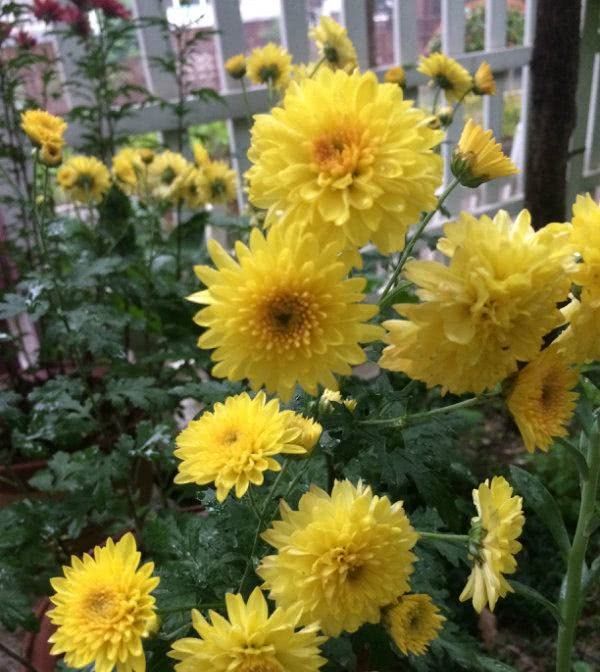  『耐寒』菊花新品种，花期近300天，四季花开不断，耐寒抗热，南北都能种