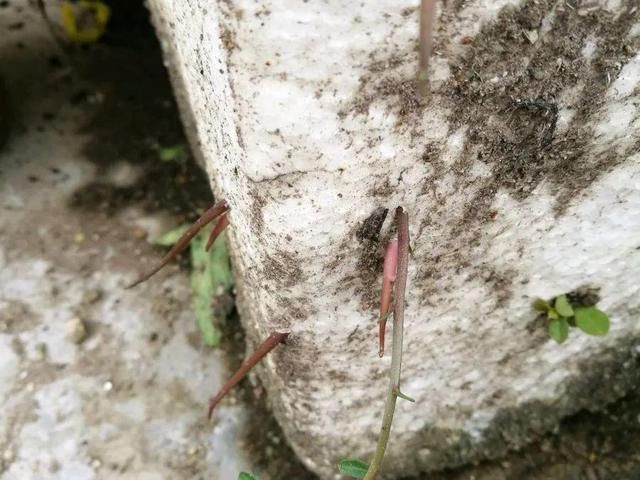 慎养■这花要慎养,每年砍掉3麻袋,照样蹭蹭长