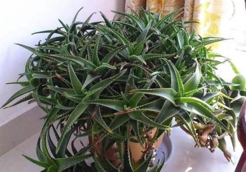  『经验』家庭种植芦荟的关键，在于这3点养护技巧，学会了疯长还少生病