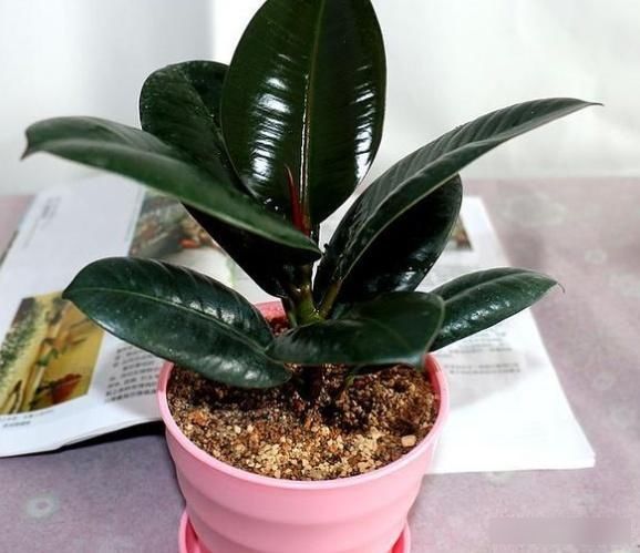  『植物』橡皮树是一种非常好的观叶植物，盆栽橡皮树怎么养