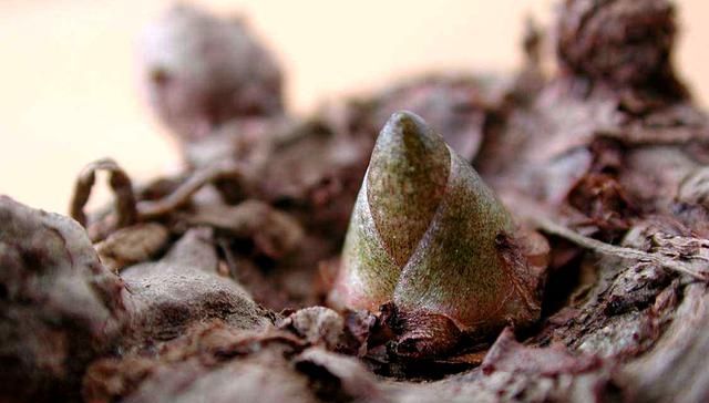  「营养」能制作“豆腐”但不是豆类，容易种植产量高营养好农民为啥不种？