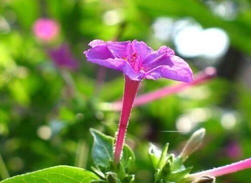  『夜来香的花朵』夜来香花色多样香气扑鼻，家里养几株，每天闻花香都神清气爽