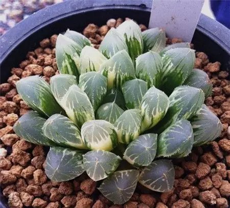  『品种』夏天养玉露，可“闷”，不可“晒”，小心晒成“屎色”，大打折扣