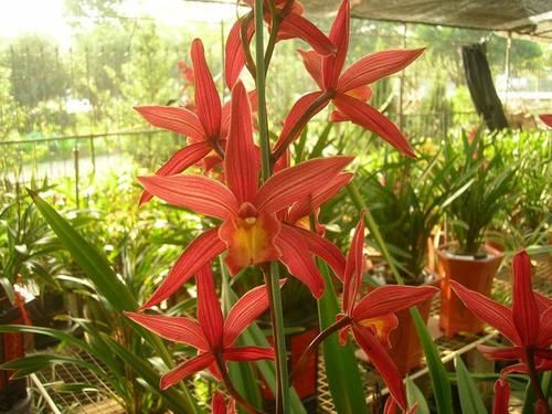  『美艳』喜欢菊花，不如养盆“世界名菊”紫菊，花开似绒球，太美艳了！