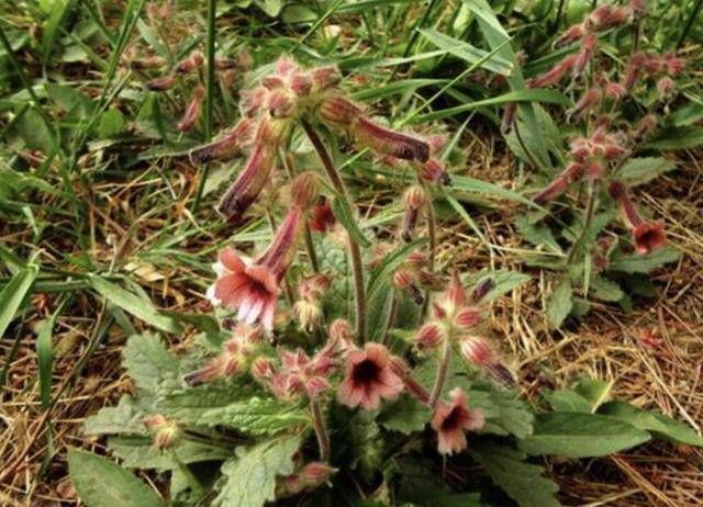  「漂亮」山上的1种“野草”，能开出漂亮的花朵，比“茉莉花”美，珍贵！