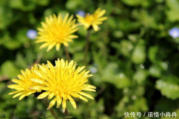 「根部」蒲公英泡水去肝火,叶子和根哪个好?二者功效各不同,您选对了?
