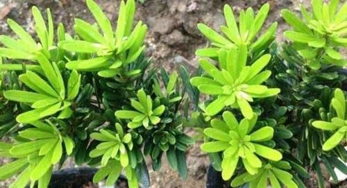 『枝叶茂盛』想要罗汉松长势快,记住这一点,茎干粗,枝叶茂盛,一年长成盆景