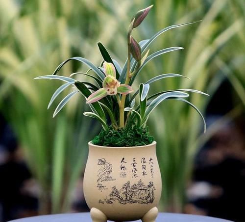  『帝王』具有帝王风范，花开大气，花色罕见复色，花有浓香，太美了