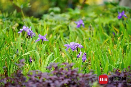 新区@重庆主城区再添智慧公园 两江新区云树公园建成开放