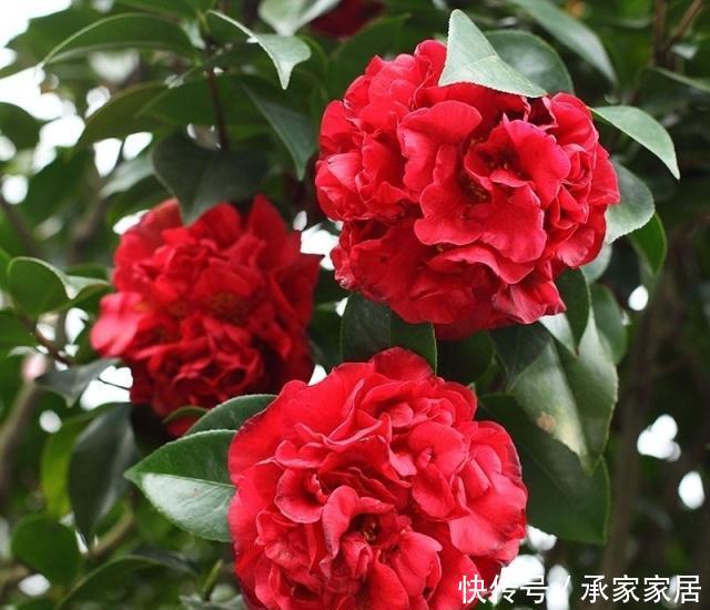 #养花#喜欢在家中养花,就来看看3种花卉,花期长,花朵高雅美丽,漂亮