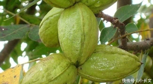  「人人」农民不种地改种坚果树, 一斤50多元, 一棵树年赚上千,