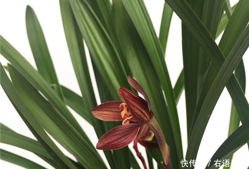 #家里#此花人称“朵朵香”，养护简单爱开花，家里放一盆，满屋花香飘！
