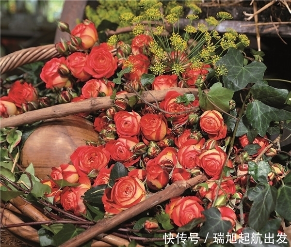 #种植的时#精品月季仲夏,花型唯美,清香优雅,在夏季开放的时候是最迷人的