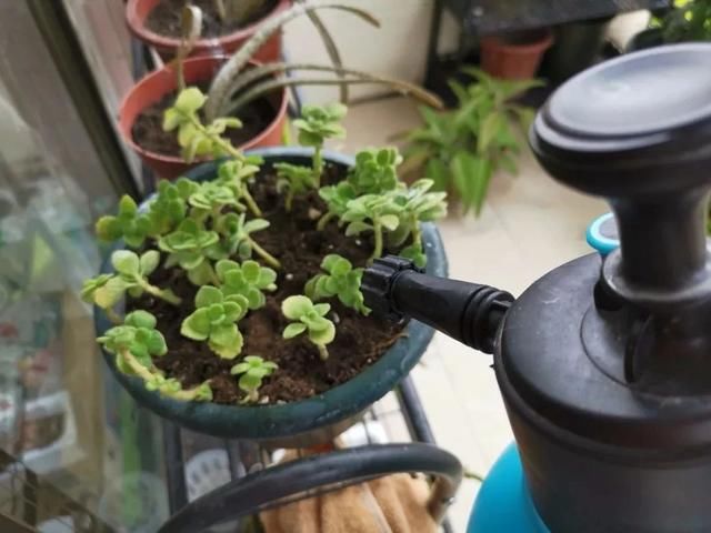  『特别』朋友到花市买这8种盆栽植物，长得特别旺盛，比养绿萝还简单