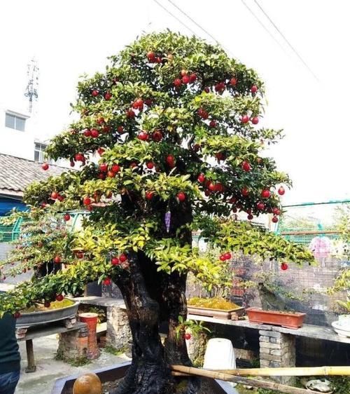  [植物]如何让金弹子多结果，只需做好这“4步”，硕果累累满枝头